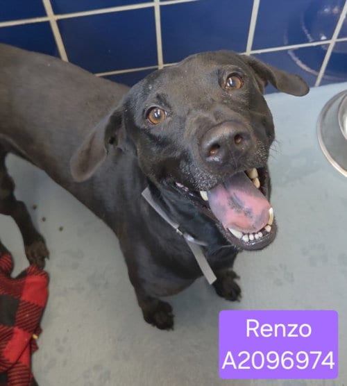 Photo of Renzo, adoptable Labrador Retriever in Houston, Texas