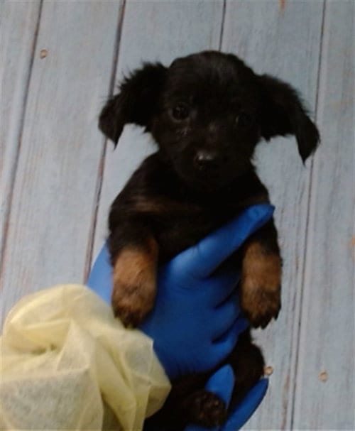Photo of Beth, adoptable Chihuahua in San Bernardino, California