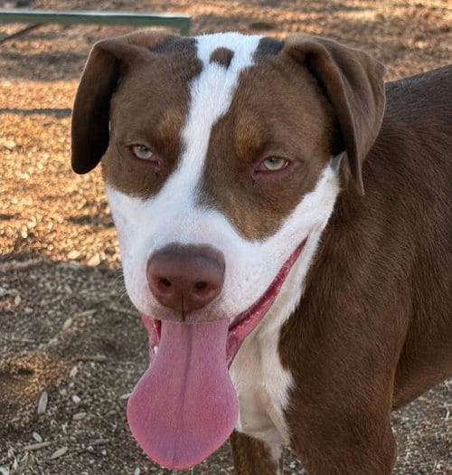 Photo of Sr. Cuteness, adoptable Pit Bull Terrier in Albuquerque, New Mexico