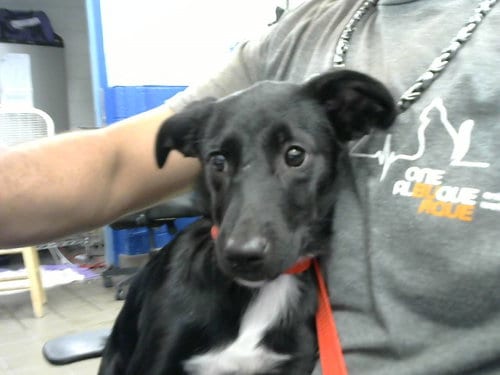 Photo of Virginia, adoptable Pembroke Welsh Corgi in Albuquerque, New Mexico
