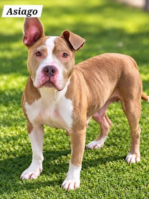Photo of Asiago, adoptable American Pit Bull Terrier in Derwood, Maryland