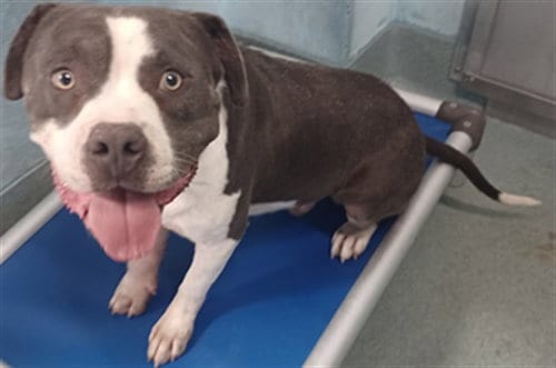 Photo of Chevy, adoptable American Staffordshire Terrier in Baldwin Park, California