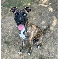 Photo of Lucky, adoptable Shepherd (Unknown Type) in Jurupa Valley, California