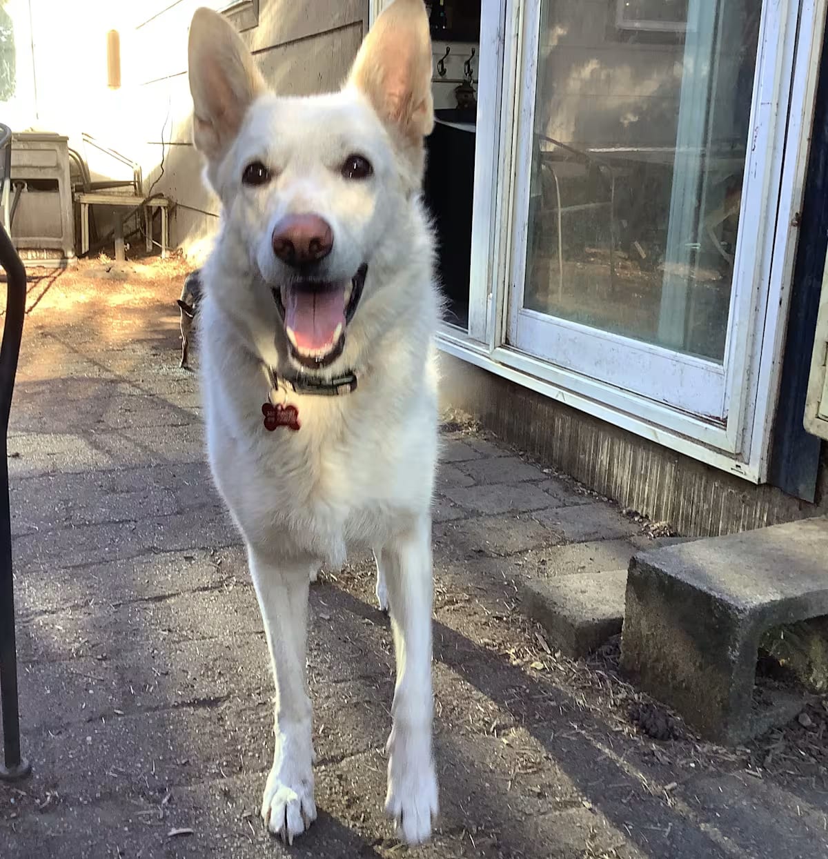 Photo of Val, adoptable German Shepherd Dog in Vancouver, Washington