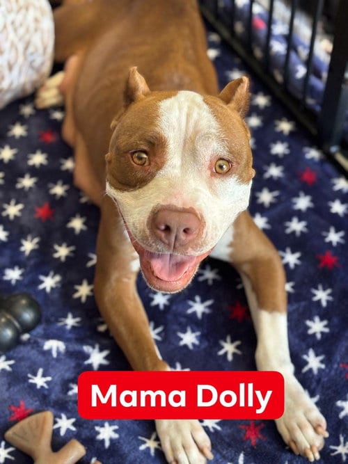 Photo of Dolly, adoptable American Staffordshire Terrier in San Diego, California