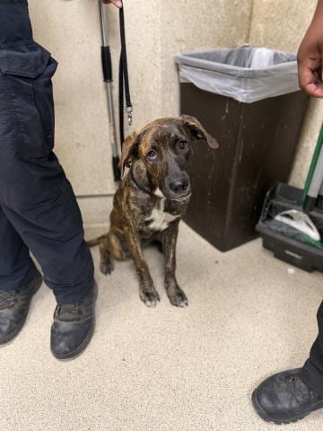 Photo of Dina, adoptable Dutch Shepherd in Riverside, California