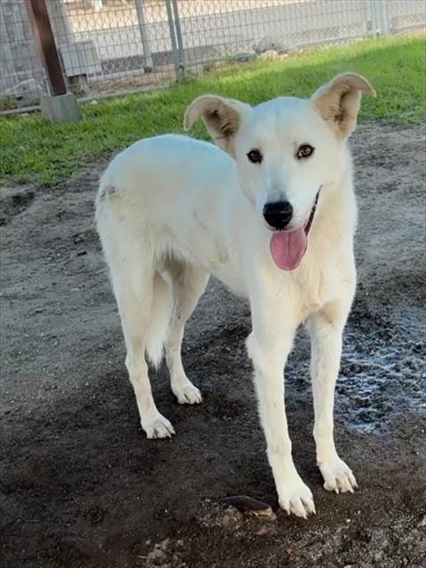 Photo of Raya, adoptable Australian Shepherd in San Bernardino, California