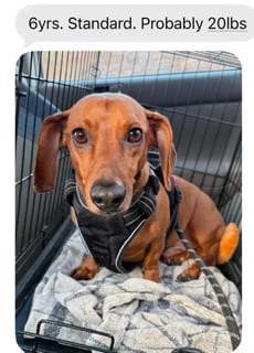 Photo of Buddy - Manhattan beach, adoptable Dachshund in Los Angeles, California