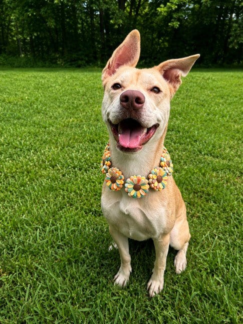 Photo of Capris, adoptable Pit Bull Terrier in Clinton Township, Michigan