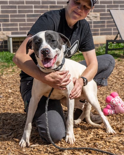 Photo of Remus- IN FOSTER, adoptable dog in Chamblee, Georgia