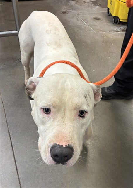 Photo of Gemstone, adoptable American Pit Bull Terrier in Phoenix, Arizona