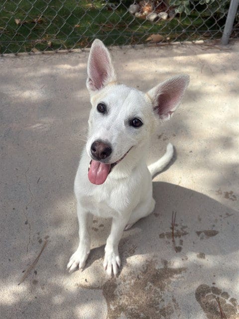 Photo of Trish, adoptable Australian Cattle Dog/Blue Heeler in Castaic, California