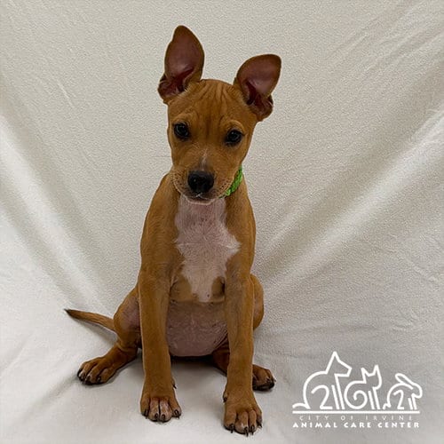 Photo of Mika, adoptable Pit Bull Terrier in Irvine, California