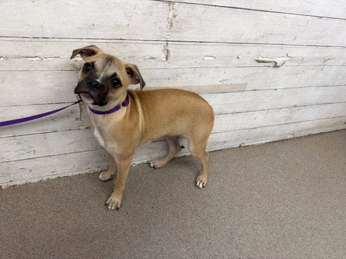 Photo of Zoro, adoptable Pug in San Bernardino, California