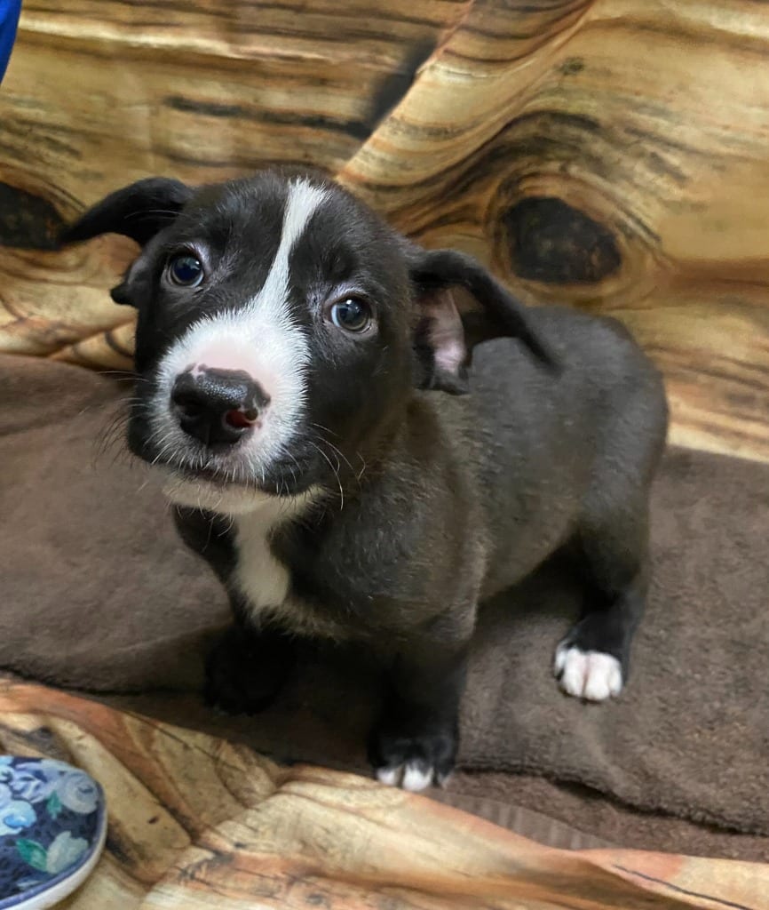 Photo of Dolly, adoptable Mixed Breed in Minot, North Dakota