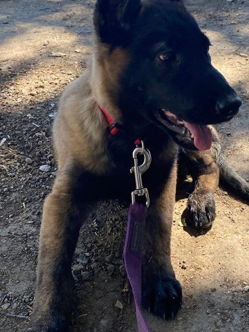 Photo of Zora- located in AZ, adoptable Belgian Shepherd Malinois in Imlay City, Michigan
