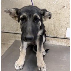 Photo of Muffin, adoptable German Shepherd Dog in Jurupa Valley, California