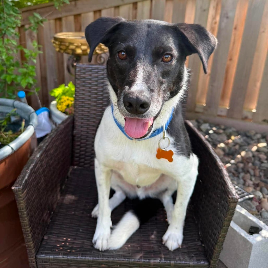Photo of Jack, adoptable Mixed Breed (Medium) in Bend, Oregon