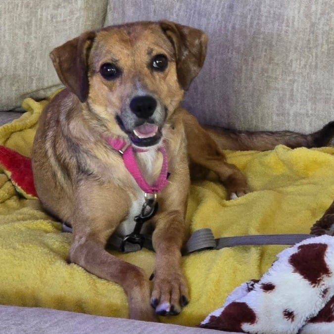 Photo of Sue Sue, adoptable Mixed Breed (Medium) / Mixed Breed (Medium) in Berea, Ohio