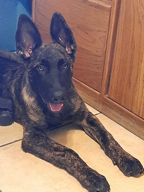 Photo of Sully Jr located in AR, adoptable Dutch Shepherd in Imlay City, Michigan