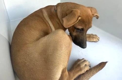Photo of A662360, adoptable Labrador Retriever in Houston, Texas