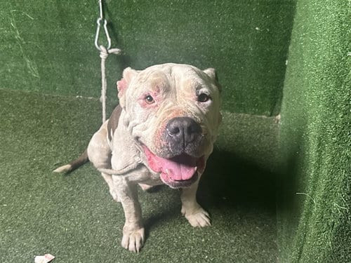 Photo of Dumpling, adoptable Pit Bull Terrier in Lancaster, California