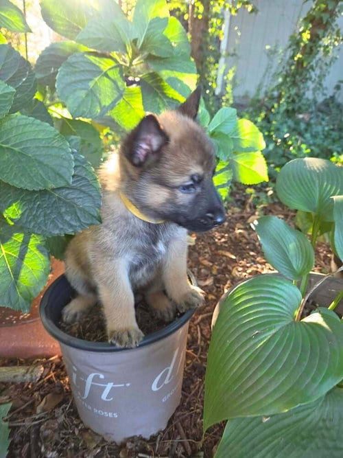Photo of Pumpkins Litter Sorrel - Located in SC, adoptable Belgian Shepherd Malinois in Imlay City, Michigan