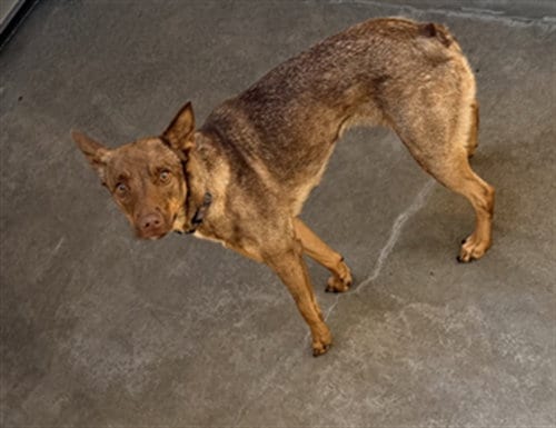 Photo of Hanna, adoptable Australian Kelpie in Chatsworth, California