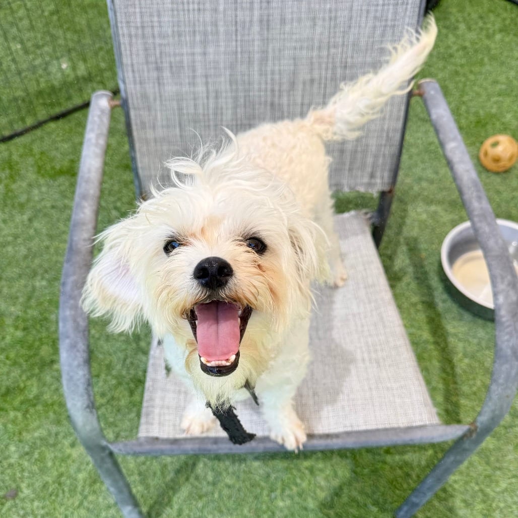 Photo of Chevy, adoptable Maltese in Agoura Hills, California