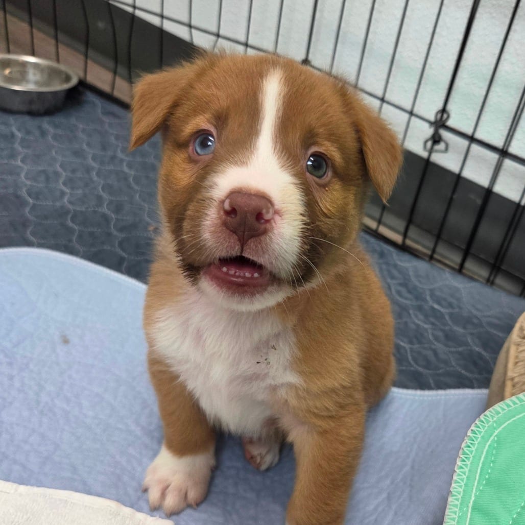 Photo of Kimberly pup - Casper, adoptable Cattle Dog, Australian (Red Heeler) / Mix in Fairfax Station, Virginia