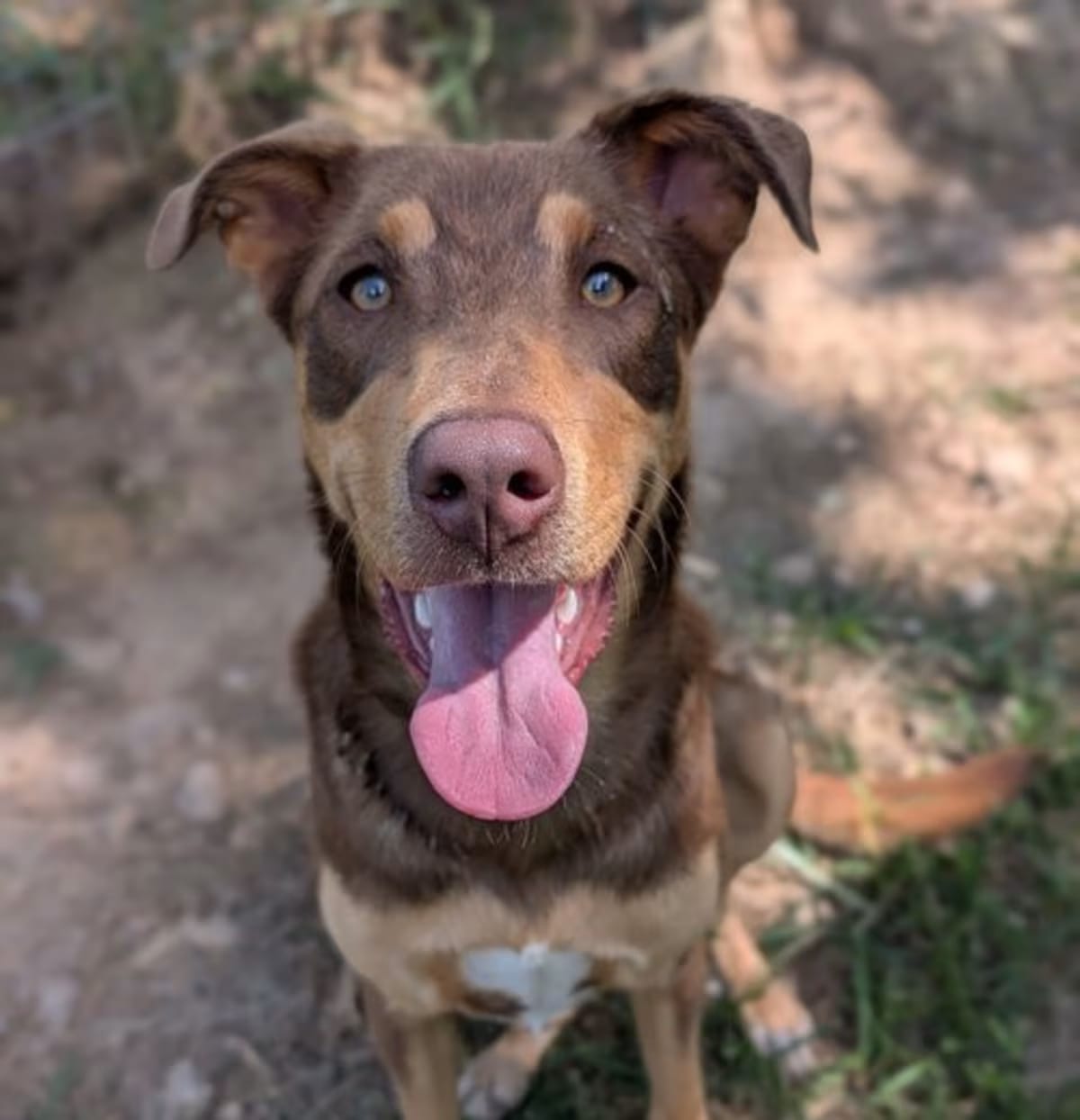 Photo of Fletcher, adoptable Australian Kelpie in Rockingham transport, New Hampshire