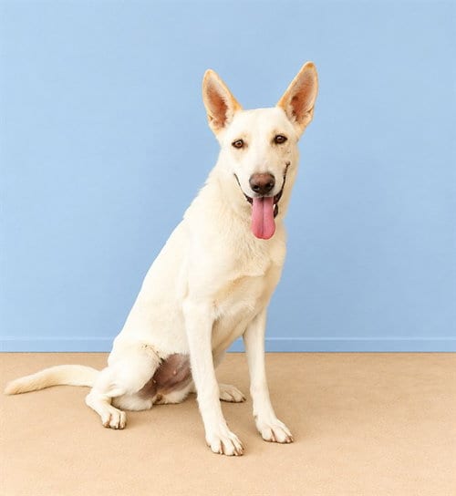 Photo of Ellen, adoptable Carolina Dog in Baldwin Park, California