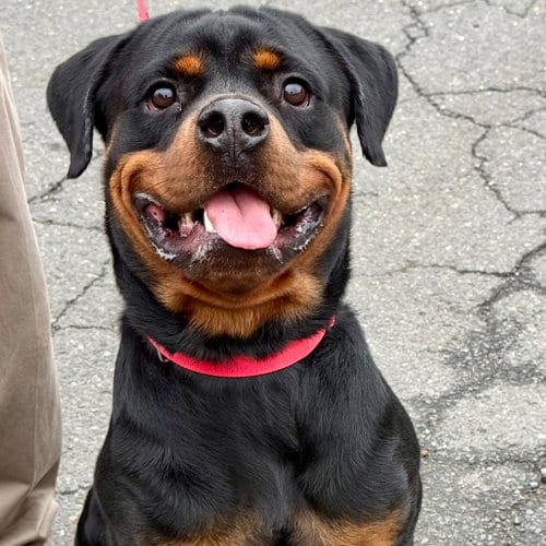 Photo of Odin2, adoptable Rottweiler in Canton, Connecticut