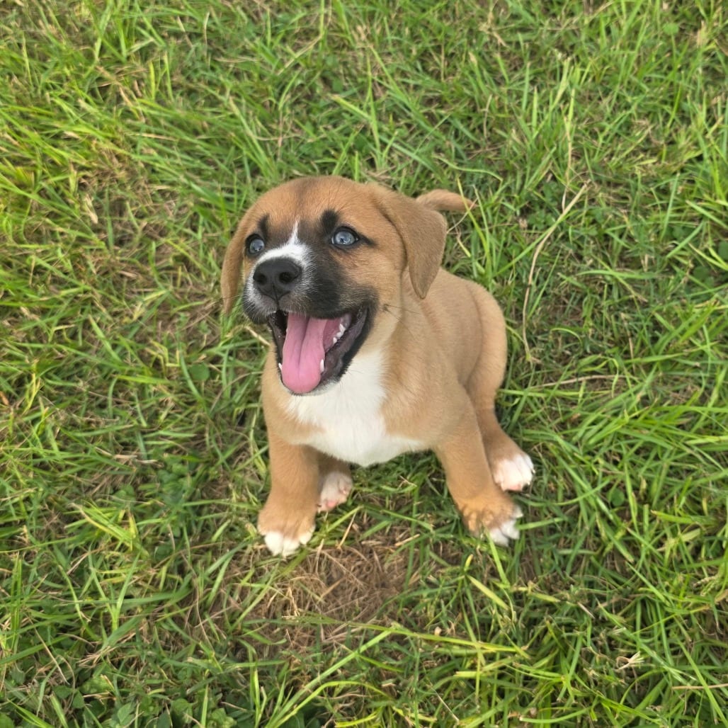 Photo of Shawnee 26-05-005, adoptable Mixed Breed (Medium) in Bastrop, Texas