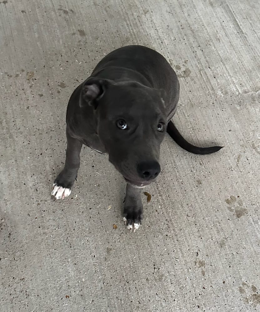 Photo of Serena, adoptable Pitbull in Oak Bluffs, Massachusetts