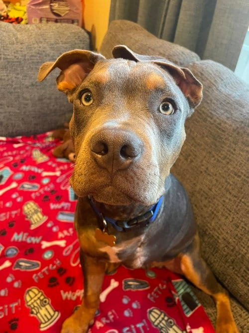 Photo of Kenny, adoptable Pit Bull Terrier in Cedar Rapids, Iowa