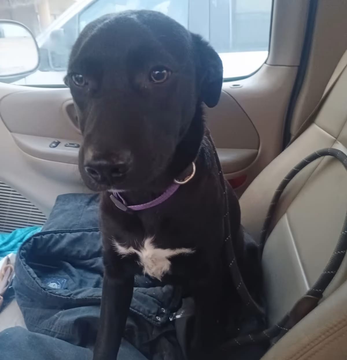 Photo of Daisy, adoptable Labrador Retriever in Spring, Texas