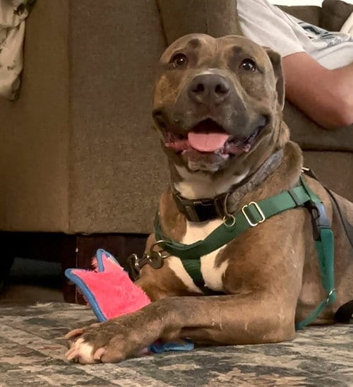 Photo of Gumbo, adoptable American Pit Bull Terrier in Mesa, Arizona