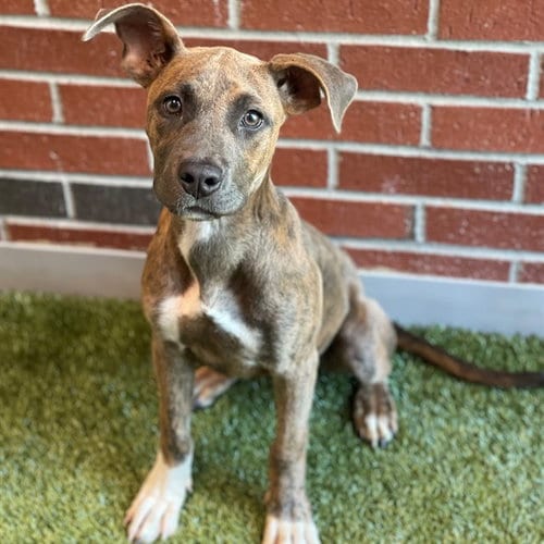 Photo of Freddie Mac, adoptable American Pit Bull Terrier in Edmond, Oklahoma