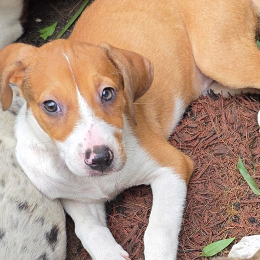 Photo of Grasshopper, adoptable Hound in Jersey City, New Jersey