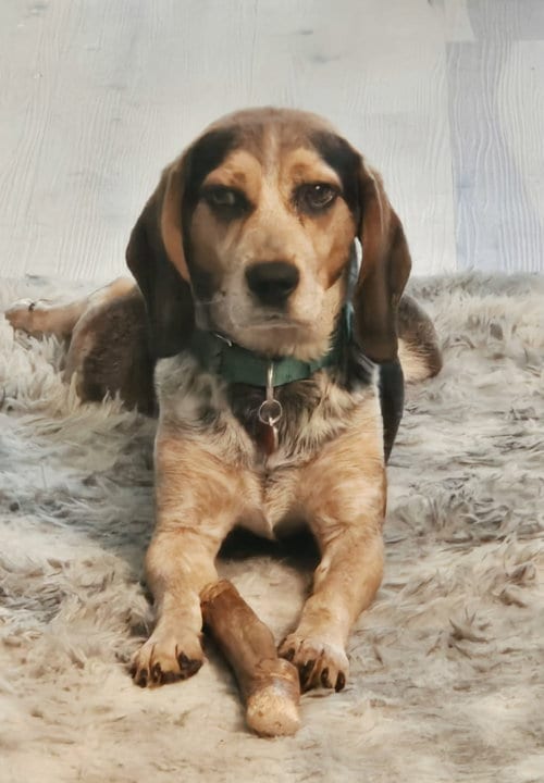 Photo of Gunner, adoptable Beagle in Livonia, Michigan