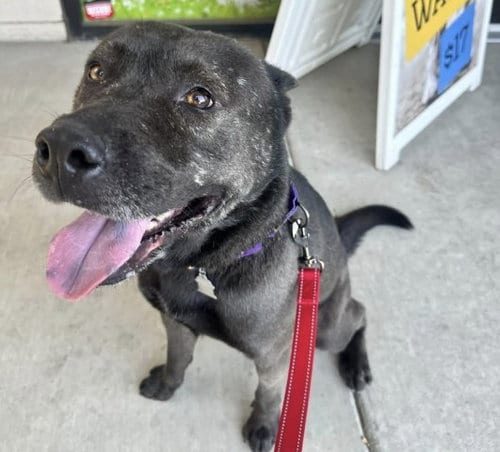 Photo of Reuben, adoptable Pit Bull Terrier in Bakersfield, California
