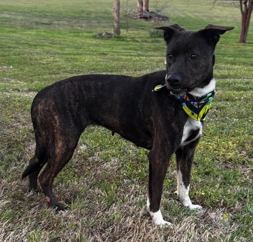 Photo of Serena, adoptable Terrier in Brooklyn Center, Minnesota