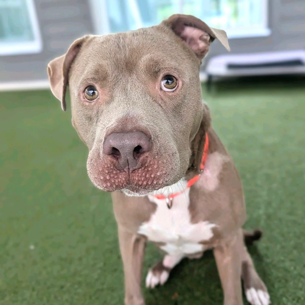 Photo of Buckles, adoptable Terrier, Pit Bull in Greensboro, North Carolina