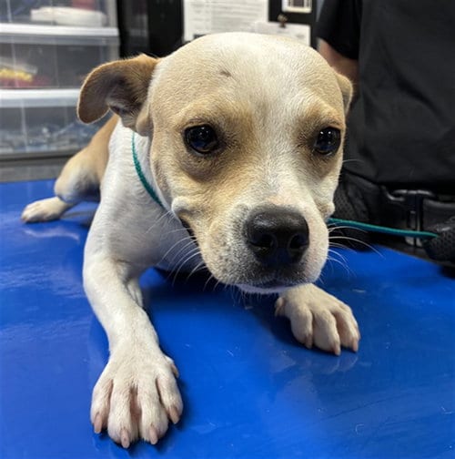 Photo of Guppy, adoptable Chihuahua in Phoenix, Arizona