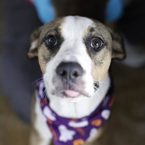 Photo of Garth G. Galaxy, adoptable American Staffordshire Terrier in San Antonio, Texas