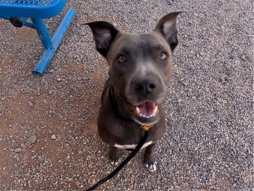 Photo of Adley, adoptable American Pit Bull Terrier in Mesa, Arizona