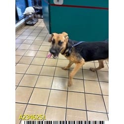 Photo of Libby, adoptable Mixed Breed (Medium) in West Palm Beach, Florida