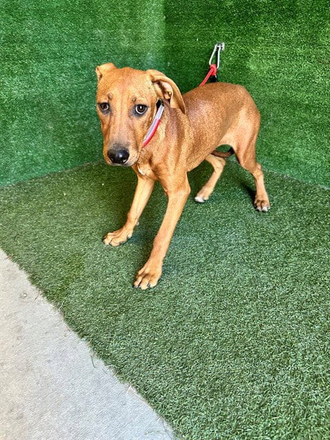 Photo of Marlene, adoptable Rhodesian Ridgeback in Lancaster, California