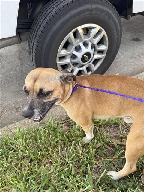 Photo of A661954, adoptable Labrador Retriever in Houston, Texas